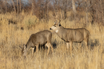 Poster - Mule Deer Rutting in Colorado in Autumn