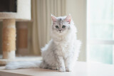 Fototapeta Koty - Cute persian cat sitting on wood table
