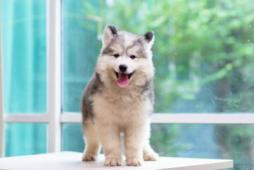 Wall Mural - Close up of siberian husky puppy smiling