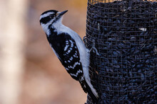 Female Downy Woodpecker (Picoides Pubescens) Feeding On Black Oiled Sunflower Seeds From A Bird Feeder During Early Spring. Selective Focus, Background Blur And Foreground Blur.
