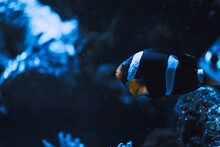 Black and white clownfish (percula clownfish,clown anemonefish, anemonefishes). Amphiprion percula a popular aquarium fish.