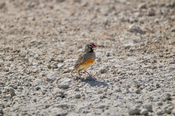 Wall Mural - Male African Quail-finch, Etosha National Park, Namibia