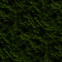 Green Fern Background, Seamless Forest Textures. 