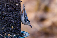 White-breasted Nuthatch (Sitta Carolinensis) Feeding On Black Sunflower Seeds From A Feeder During Spring. Selective Focus, Background Blur And Foreground Blur.

