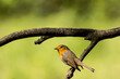 Robin perched on a branch with a nice bokeh