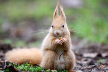 Red Squirrel Eathing A Nut In A Mountain Forest.