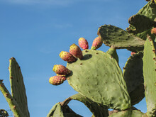 Prickly Pear Cactus
