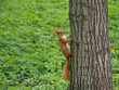 Wiewiórka w parku na drugim drzewie