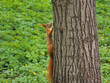 Wiewiórka w parku na drzewie
