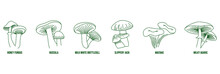 Mushroom Line Art Vector Illustration Honey Fungus, Russula, Milk-white Brittlegill, Slippery Jack, Maitake, Milky Agaric 