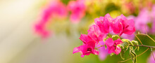 Closeup Of Red Pink Bougainvillea Flower Using As Background Natural Flora Plants, Ecology Cover Page Concept.