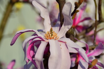 Canvas Print - close up of flower