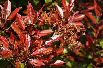 Wall Mural - red nature