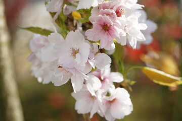 Poster - Japan Garden