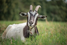 The Village Goat Grazes In The Field.