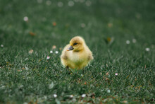Baby Duck In The Grass