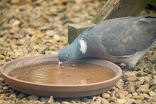 Closeup Of A Wood Pigeon (Columba Palumbus) Drinking Water From A Clay Bowl