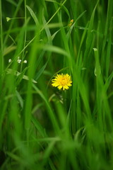 Canvas Print - One yellow dandelion flower in spring grass