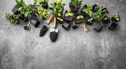 Garden tools and green plants on a slate background. Spring gardening