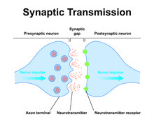 Scientific Designing Of Synapse Structure. The Synaptic Transmission. Colorful Symbols. Vector Illustration.	