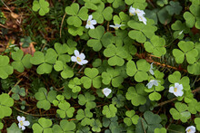 Oxalis Acetosella (wood Sorrel Or Common Wood Sorrel). Tiny White Flowers In The Forest.