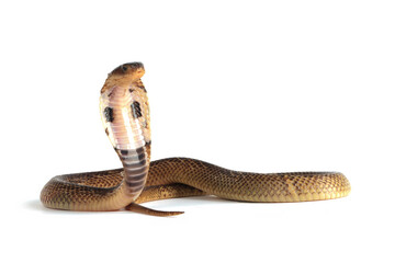 Wall Mural - baby naja sumatrana miolepis snake on white background in a position ready to attack