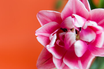 Closeup photography of peony tulip with water dpors.Orange background with copy space.