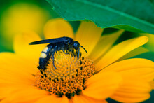 Giant Honey Bee On A Yellow Flower