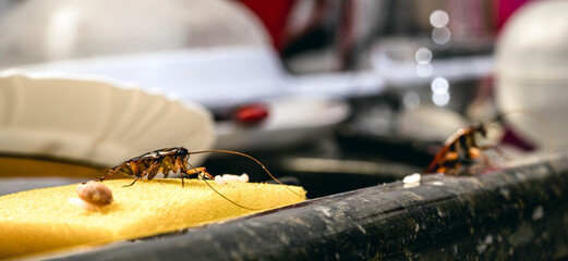 cockroach eating from a messy and very dirty kitchen sink, poor hygiene at home