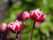 Two-toned Pink And White Tulips