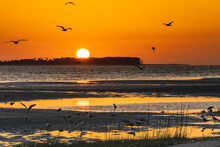 Sunrise With Shorebirds