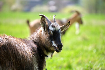 Domestic milk goats with long beard and horns grazing on green farm pasture on summer day. Feeding of cattle on farmland grassland