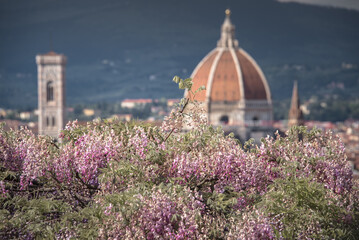 The magic of wisteria in Florence