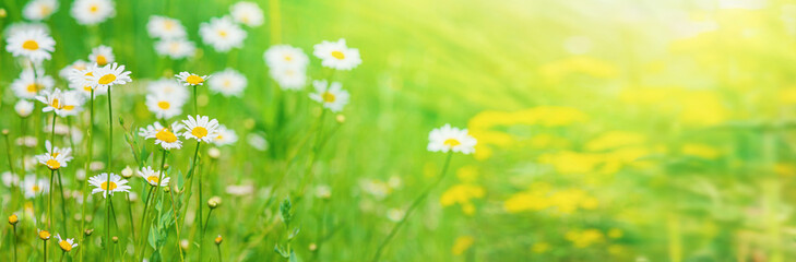 Wall Mural - Summer landscape with blooming chamomile flowers in the meadow on a sunny day. Horizontal banner with copy space for text