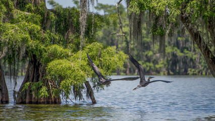 great blue herons, lake martin, louisiana