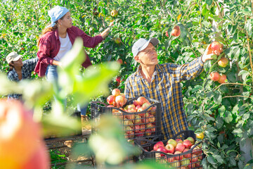 Wall Mural - Focused skilled farm worker harvesting ripe red apples in fruit garden on sunny summer day..