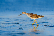 The Greater Yellow Leg Is Foraging  In Tidal Flats Shallow Water.