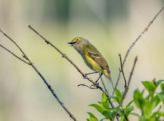 Wall Mural - A white-eyed vireo perched on a dead tree branch during spring bird migration. 