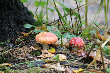 Two Fly agaric (Amanita muscaria) mushrooms in forest