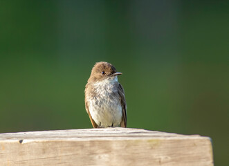 Wall Mural - An eastern phoebe bird perched on the edge of a wooden deck railing. 