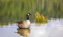 Canadian Goose. Portrait Of A Canadian Goose Branta Goose On A Lake