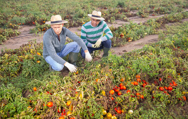 Two farmers sadly look at the lost tomato crop after natural disaster