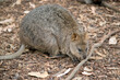 the quokka is a small brown marsupial with a cute face