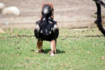 Wall Mural - the black breasted buzzard is mottled brown and black feathers with brown feathers on the back of its neck and a black face