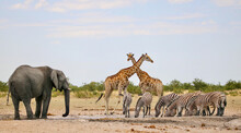 Group Of Animals At Waterhole In Etosha National Park, Namibia