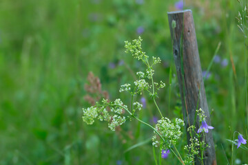 Canvas Print - Northern bedstraw, Galium boreale in bloom