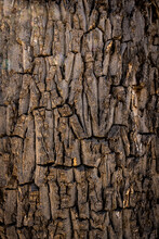 Texture Of Mature Joshua Tree Bark