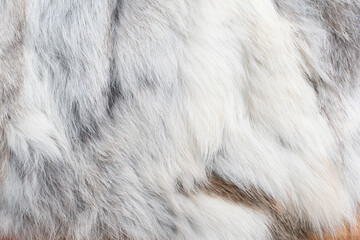 gray white fur texture close-up abstract backdrop background