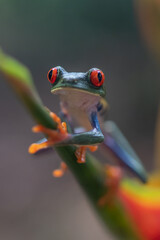 Canvas Print - Red-eyed Tree Frog, Agalychnis callidryas, sitting on the green leave in tropical forest in Costa Rica.