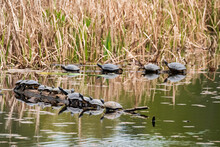 Turtles Sunning Themselves On Logs On A Lake